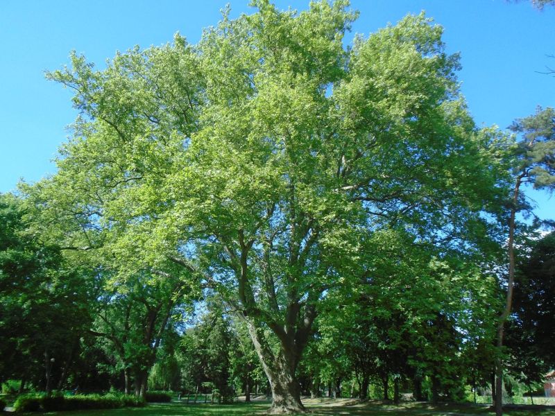 çınar ağacı
